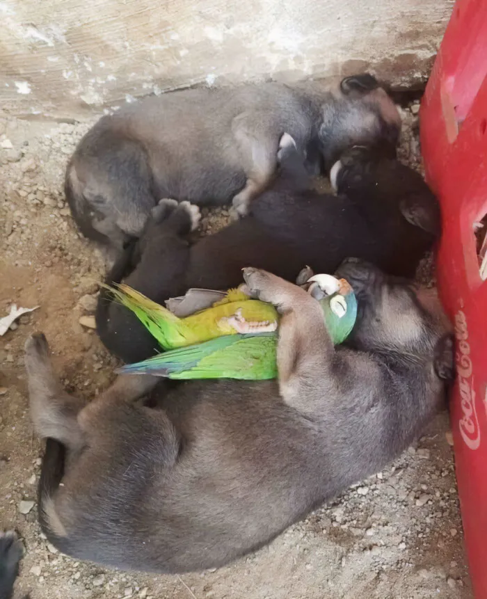 A Parrot Sleeping Next To A Litter Of Three Puppies