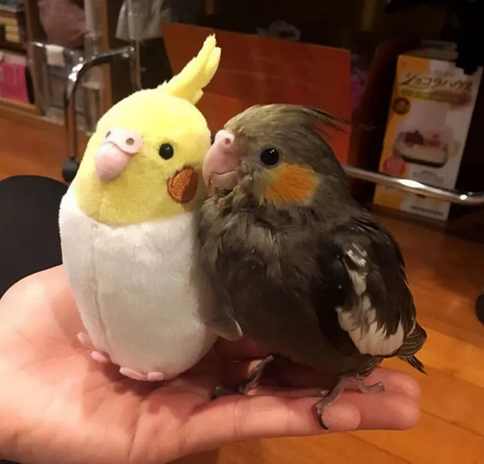 a parrot and a toy parrot sitting on the palm
