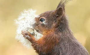 My 19 Photographs Featuring Squirrels And Birds Interacting With Flowers