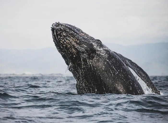 Humpback whale breaching the ocean surface, illustrating some of the creepiest facts about the ocean’s mysterious depths.