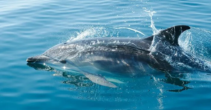 Dolphin swimming near the surface of the ocean with water splashing, illustrating creepy facts about the ocean.
