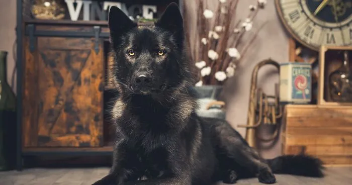 I Paid Tribute To Dogs By Making Them Stars Of The Day (37 Pics)