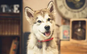I Paid Tribute To Dogs By Making Them Stars Of The Day (37 Pics)