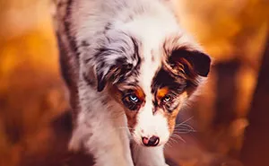 I Took 30 Photographs Capturing The Whimsical Side Of Dogs
