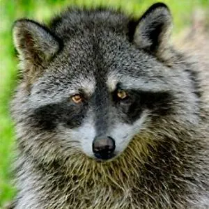 Full Moon Raccoon