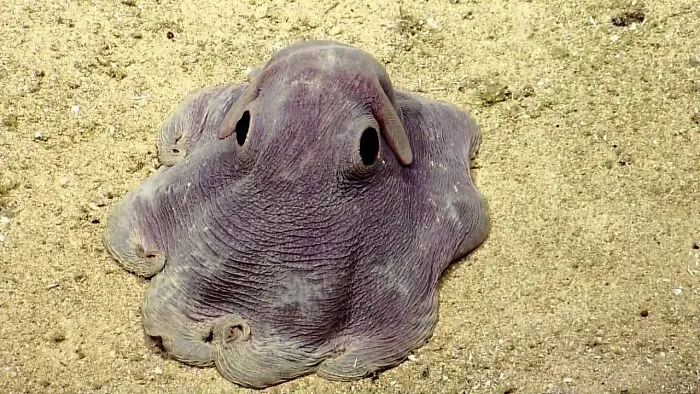 El adorable pulpo Dumbo