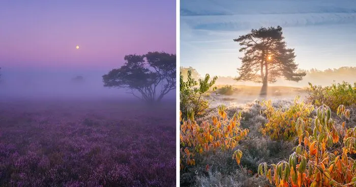 I Photographed Dutch Heather Throughout Different Seasons (16 Pics)