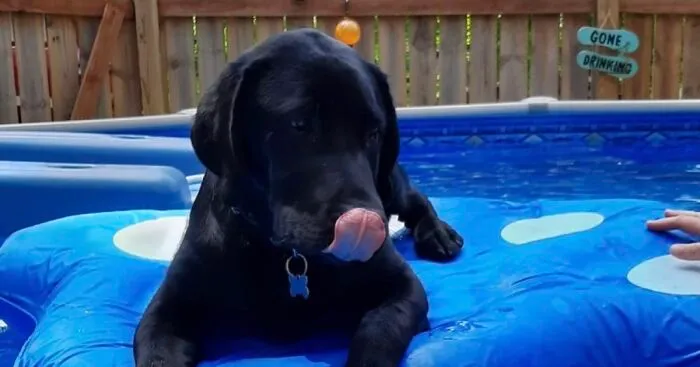 Hey Pandas!  Show Me Your Best Summer Pet Photo (Closed)