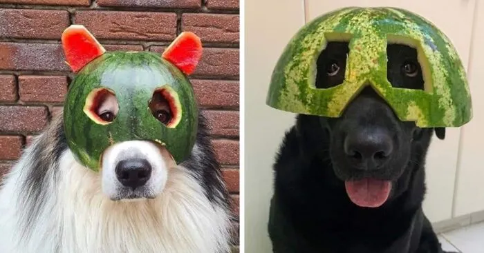 Cute And Adorable Dogs With Watermelon  Hats To Brighten Your Day (22 New Pics)