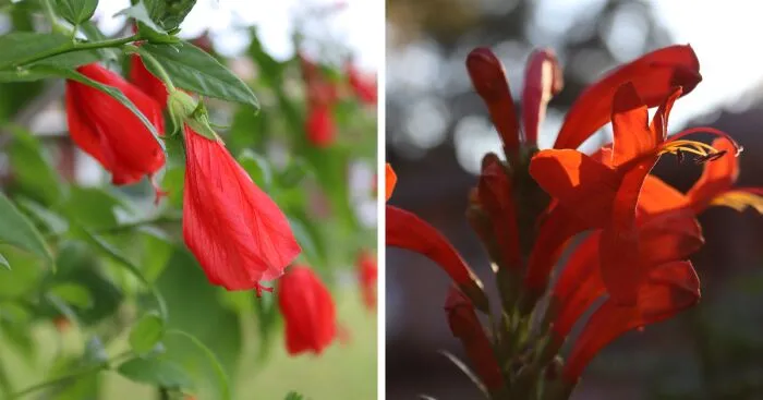 I Took 15 Photos Of My Neighborhood's Most Striking Flowers