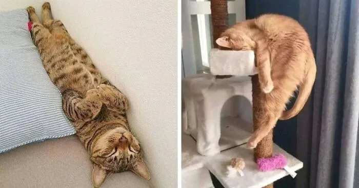 Weird Poses Of Sleeping Cats Ended Up On Facebook Group "Comicism" To Entertain Everyone (12 Pics)
