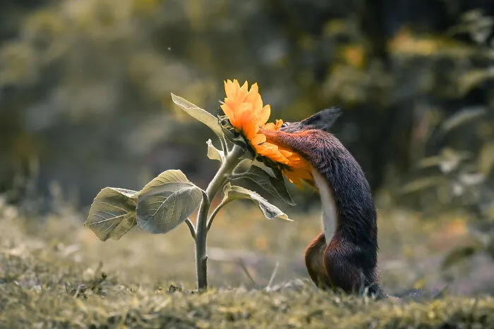 My 19 Photographs Featuring Squirrels And Birds Interacting With Flowers