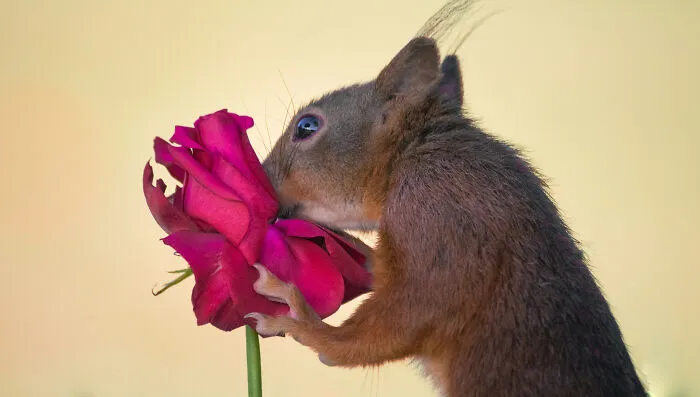 My 19 Photographs Featuring Squirrels And Birds Interacting With Flowers