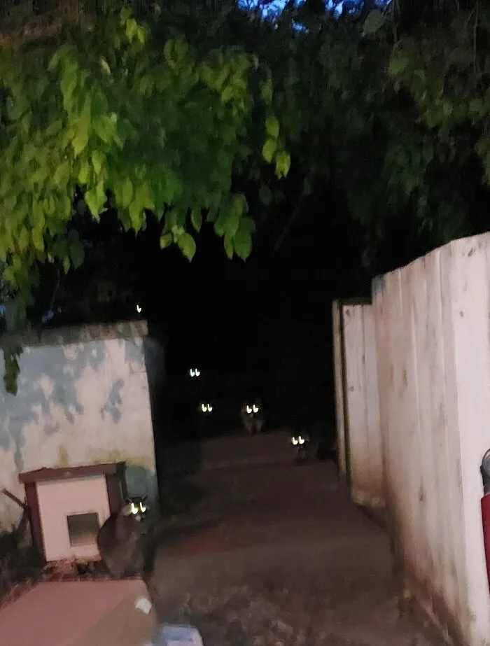 I Call It "Raccoons At Dawn"