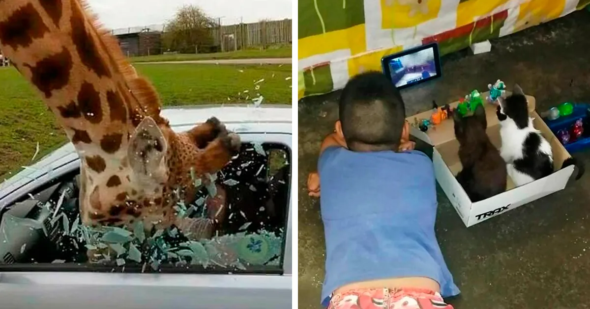 50 Fotos absurdas de animales que plantean más preguntas de las que responden (nuevas fotos)
