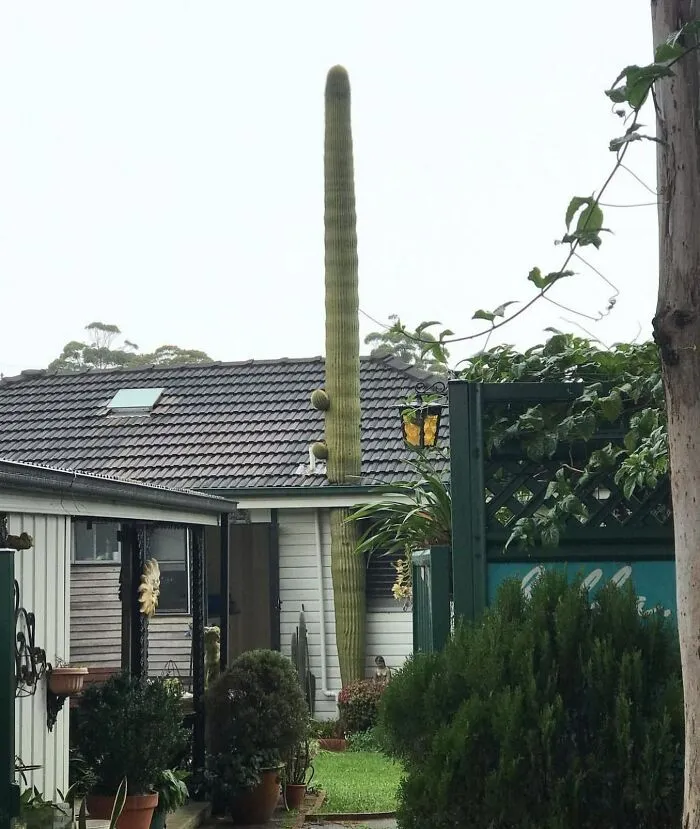 Cuando la vida te da un cactus