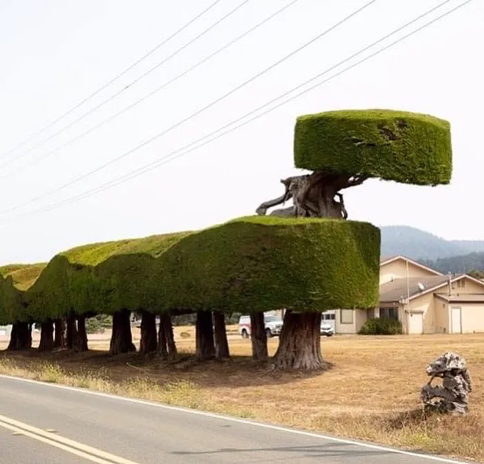25 Jardines "únicos", pero no en el buen sentido que acabaron en esta cuenta de instagram