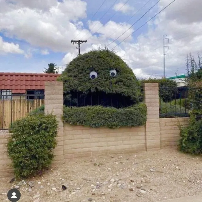 Cuidado con este arbusto