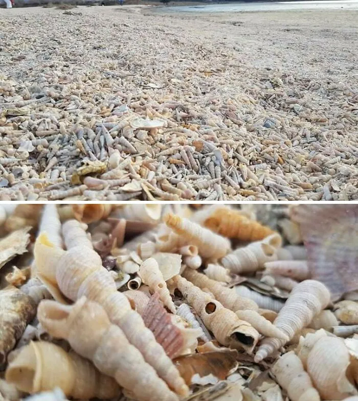 Playa de caracolas en Eslovenia