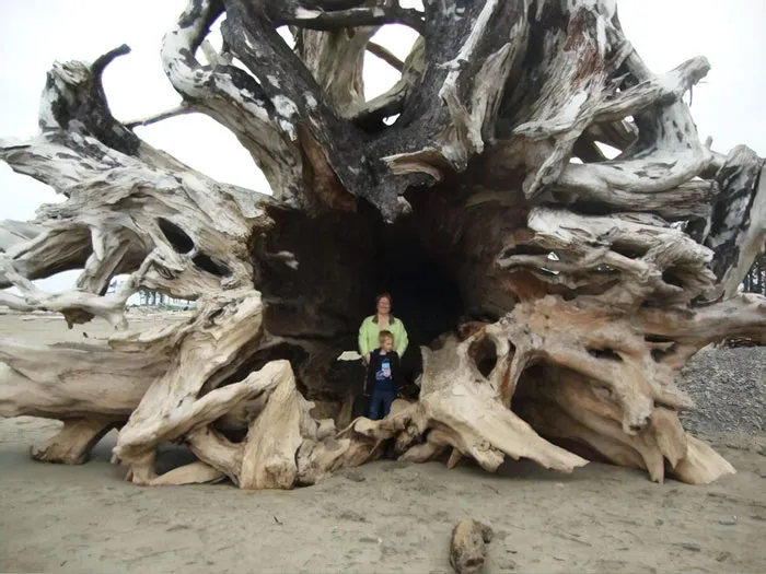A Tree That Washed Up On A Beach In La Push, Washington