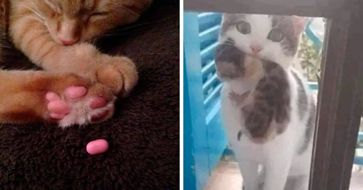20 “Memes en los que me gustaría poder etiquetar a mi gato” compartidos en esta cuenta de Twitter (imágenes nuevas)
