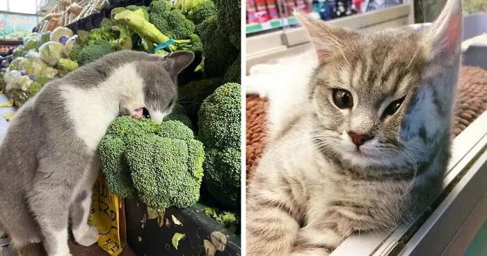 This Twitter Account Collects Photos Of Cats In Small Shops Looking Like They Own The Place (50 New Pics)