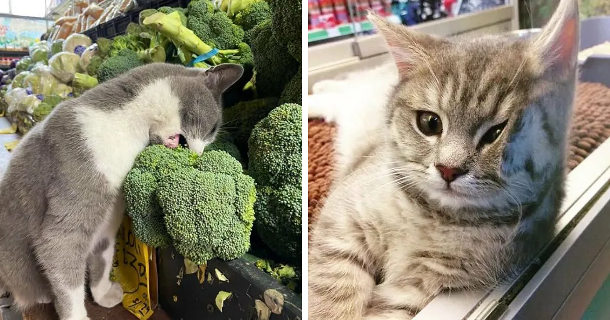 Esta cuenta de Twitter colecciona fotos de gatos en tiendecitas actuando como si fueran los dueños (50 fotos nuevas)