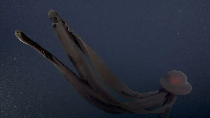 Phantom Jellyfish Very Cool But I'd Hate To Bump Into It. Unlikely As It Lives In Deep Dark Water It.