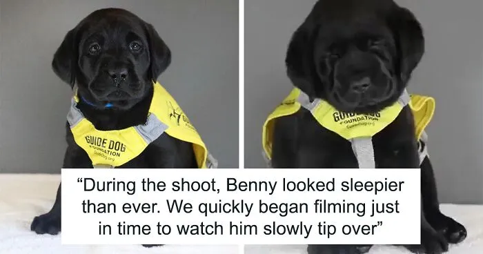Guide-Pup-In-Training Falls Asleep During Important Photoshoot, And 11M People Can’t Handle The Cuteness