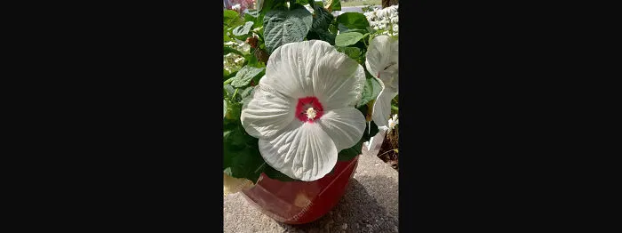 The Hibiscus On My Front Porch Bloomed!