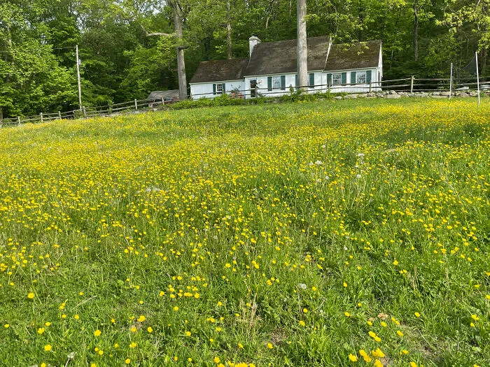 Bursting Buttercups