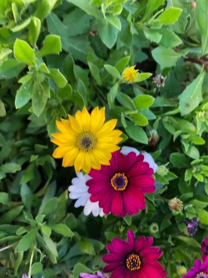 These Colourful Daisies (?) Brighten Our Garden Around The Swimming Pool.