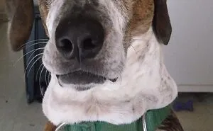 Post The Last Photo You Have Of Your Pet