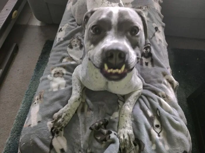 Brutus Augustus Is All Smiles