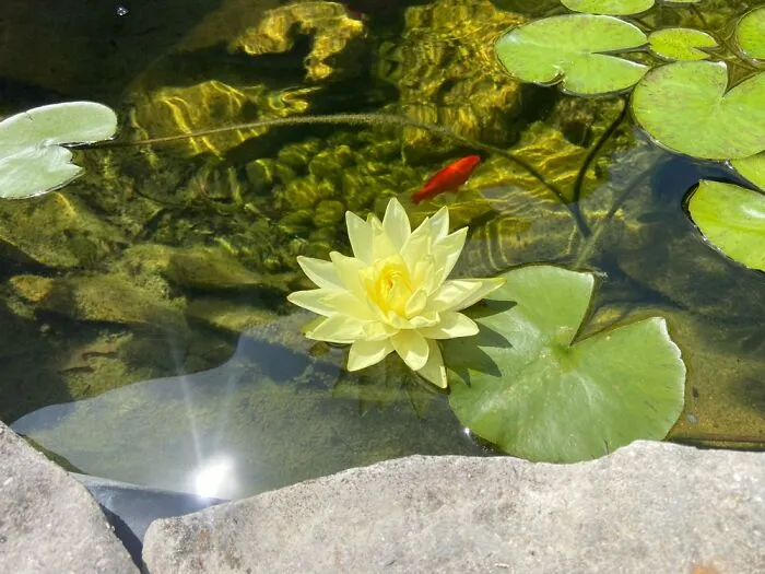 Our Lotus Bloomed For The First Since We Put It In 6 Years Ago!