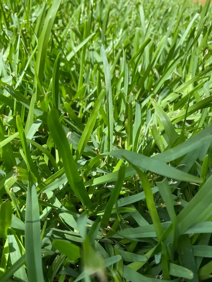 Grass