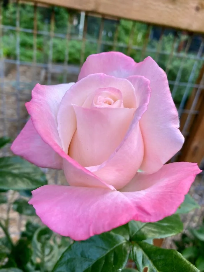 This Rose Has The Best “Stops You In Your Tracks” Fragrance. Rosa “Secret”