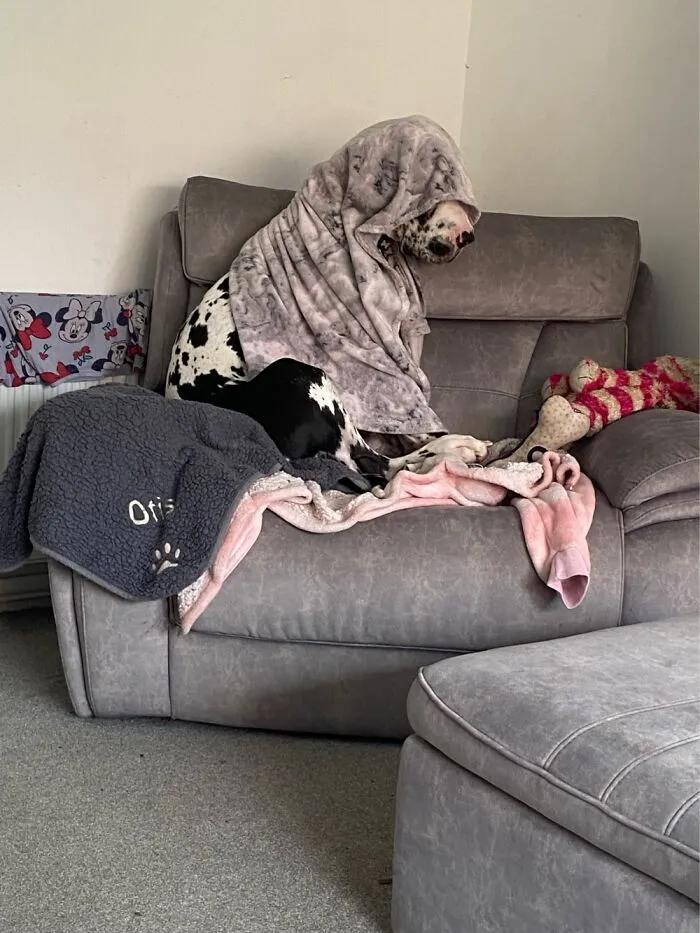 My Great Dane! He Did This To Himself So Confused 😂