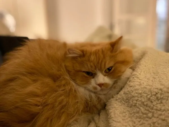 My Beautiful Boy Passed Away Two Weeks Ago, He Is So Missed And I Will Love Him Forever 💔