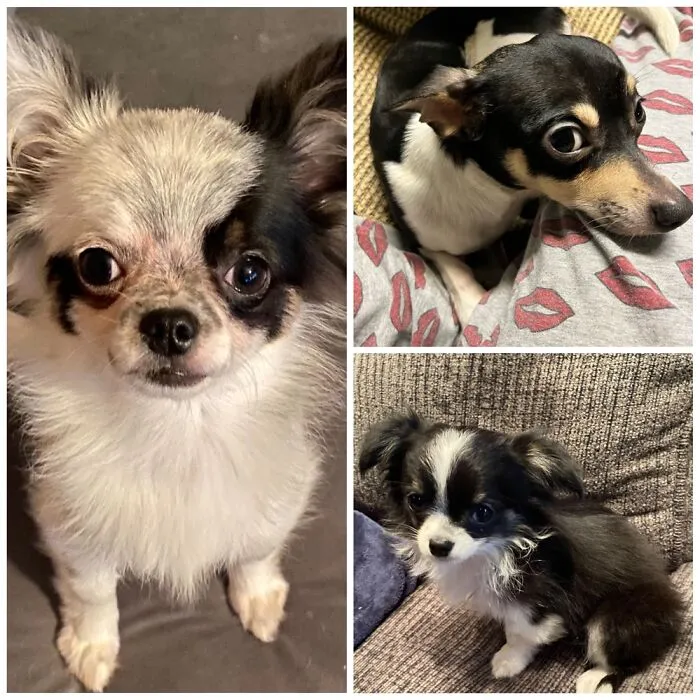 My Boys :) Artemis, Odin And Apollo