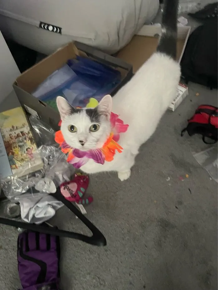 My Lil’ Kitty. Ignore The Room, I Deep Cleaned It The Next Day With My Sibling.