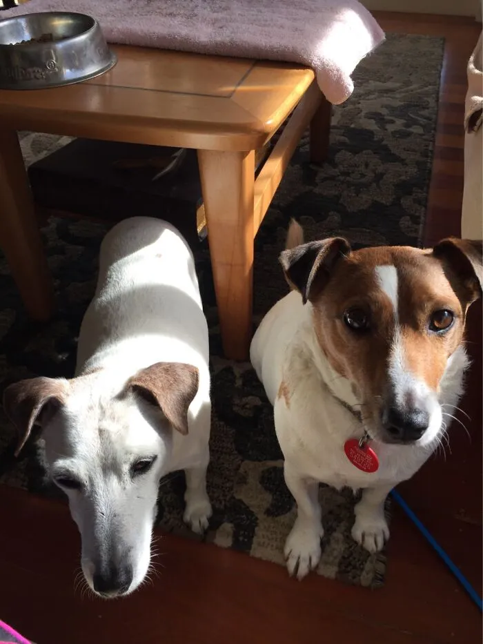 My 2 Babies. Scooter On The Left Passed At 18 Years Old And My Heart Still Breaks.