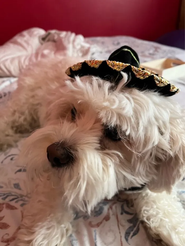 Tiny Hat For Smaall Dog