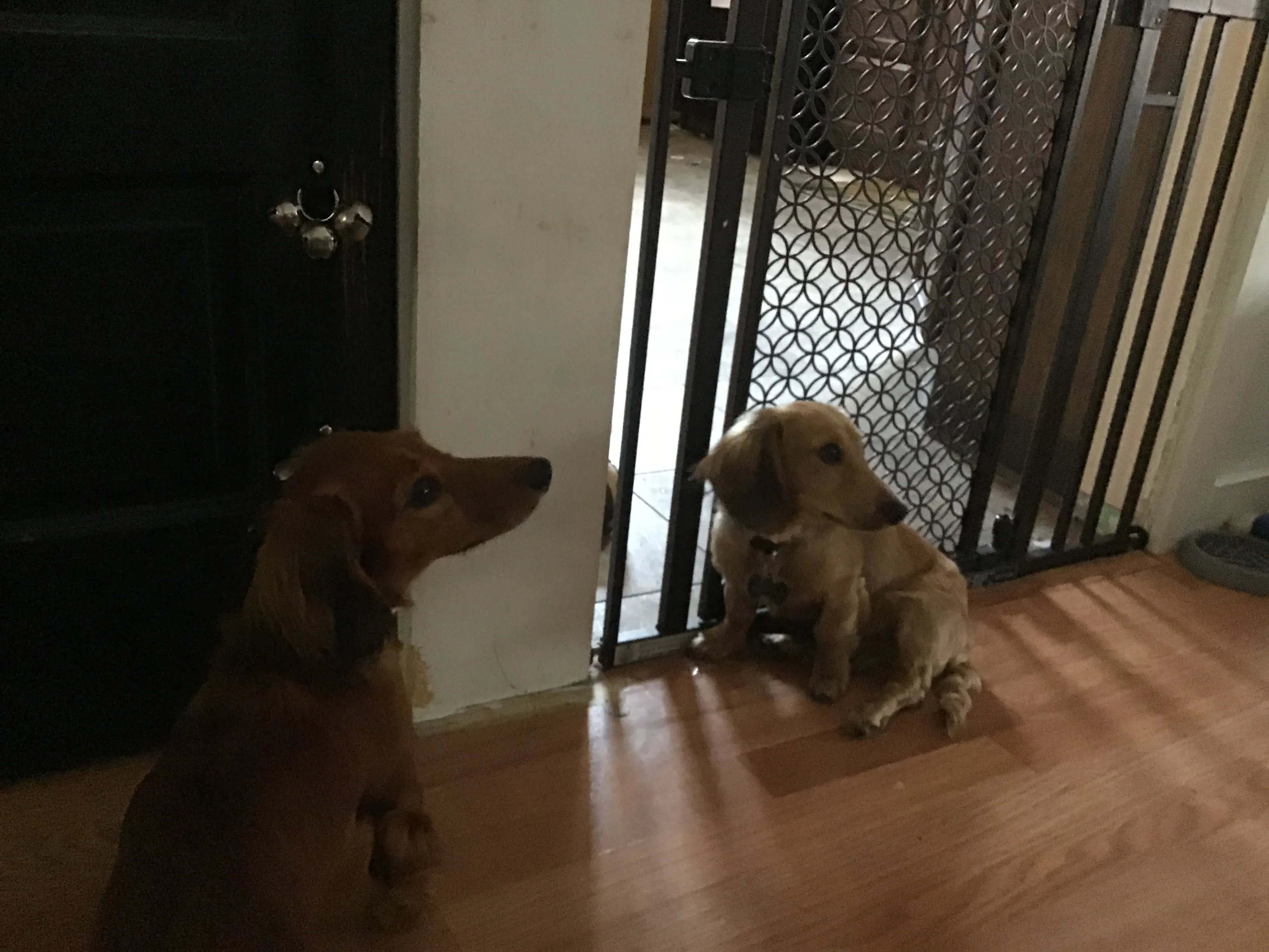 I’m Making An Album Of My (3) Dogs 2