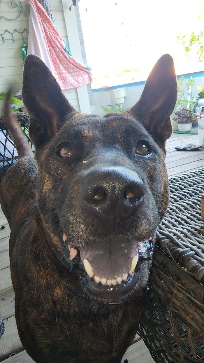 My Dog Coco