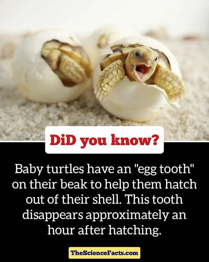40 Weird But Cool Wildlife Facts That You Can Throw Out In Casual Conversation, As Shared On This Facebook Group