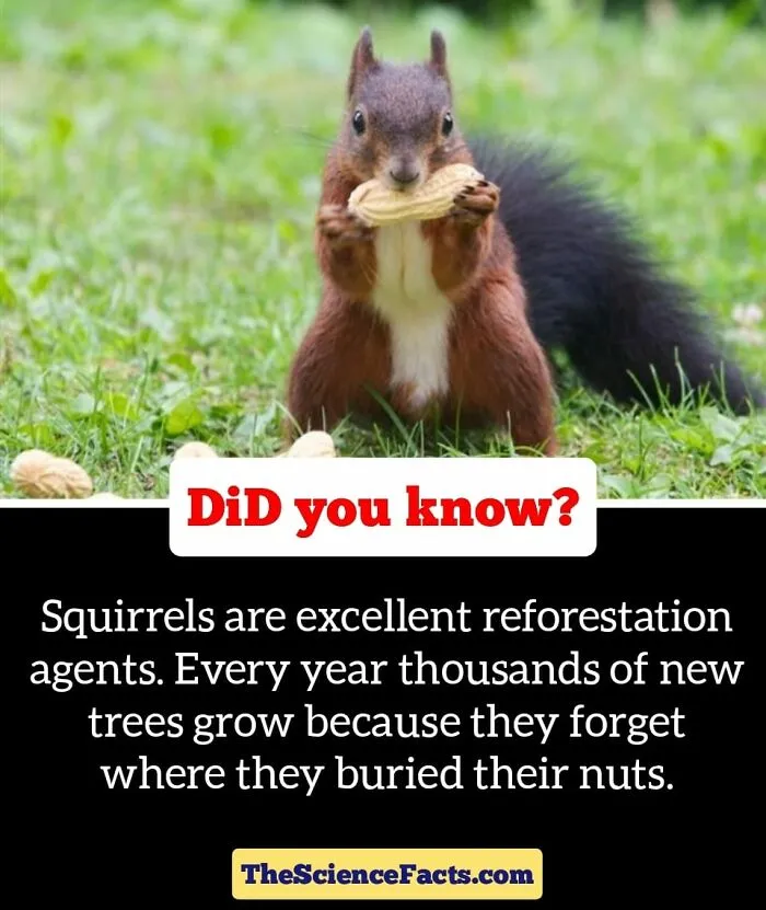 40 Weird But Cool Wildlife Facts That You Can Throw Out In Casual Conversation, As Shared On This Facebook Group