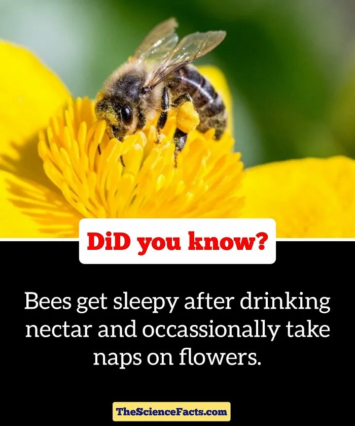 40 Weird But Cool Wildlife Facts That You Can Throw Out In Casual Conversation, As Shared On This Facebook Group