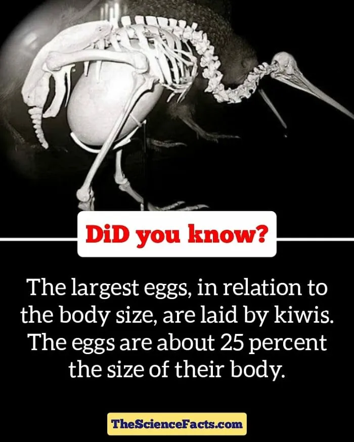 40 Weird But Cool Wildlife Facts That You Can Throw Out In Casual Conversation, As Shared On This Facebook Group