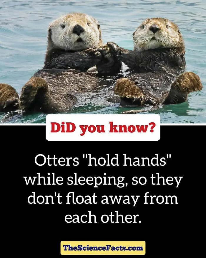 40 Weird But Cool Wildlife Facts That You Can Throw Out In Casual Conversation, As Shared On This Facebook Group